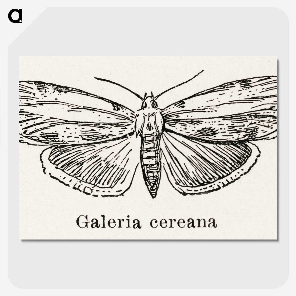 1-78_Moths-and-Butterflies-of-the-United-States_picture-crop