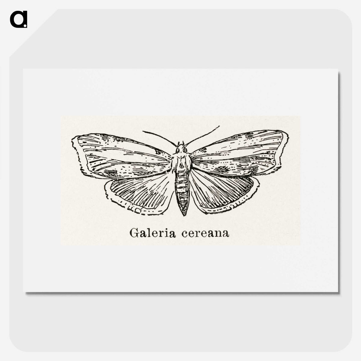 1-78_Moths-and-Butterflies-of-the-United-States_picture