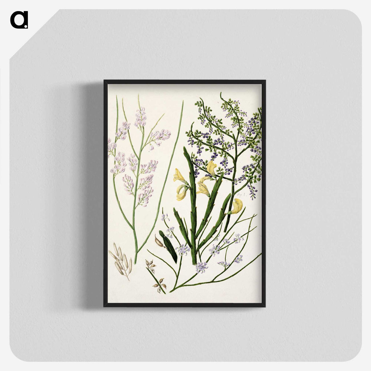 1-78_Native-Flowering-Plants-of-New-Zealand_blk-crop
