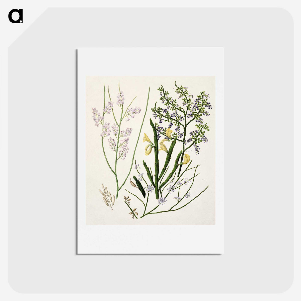 1-78_Native-Flowering-Plants-of-New-Zealand_hagaki
