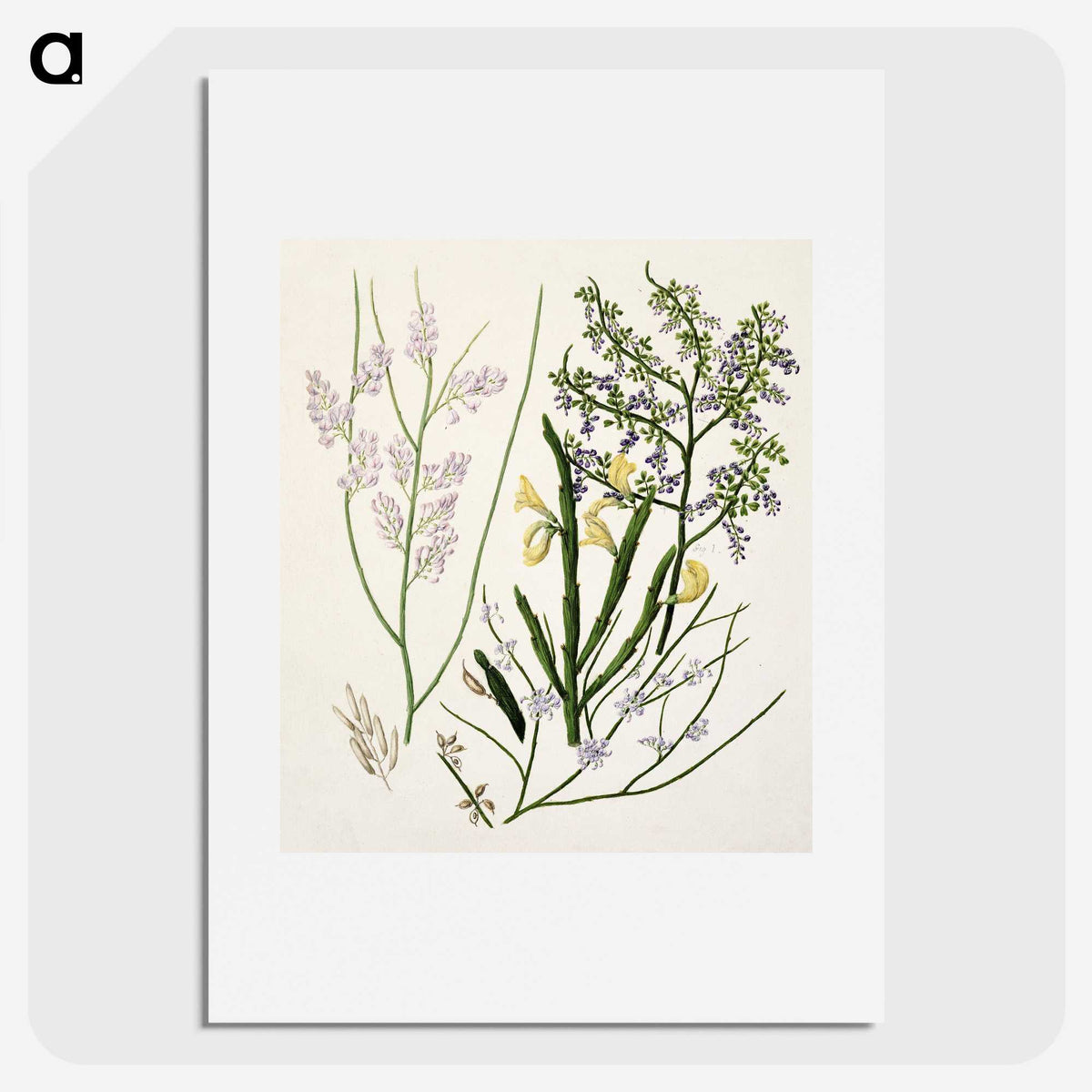 1-78_Native-Flowering-Plants-of-New-Zealand_picture