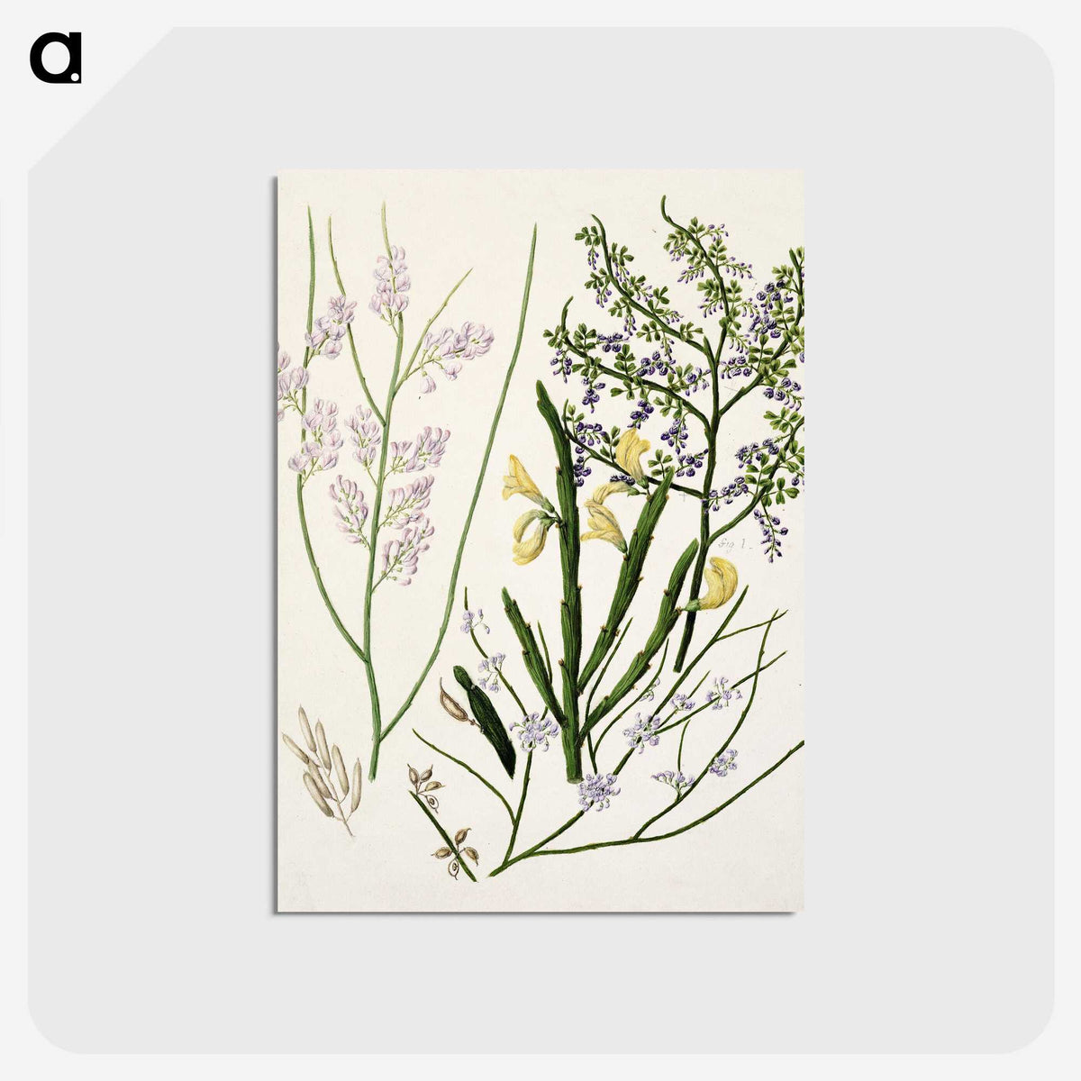 1-78_Native-Flowering-Plants-of-New-Zealand_postcard