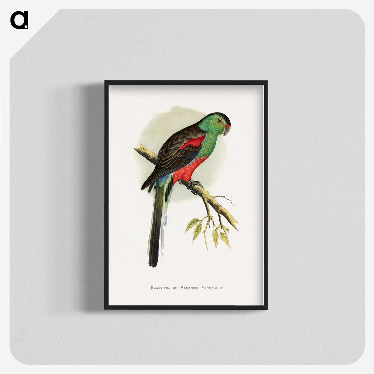 1-78_Parrots-in-Captivity_blk-crop