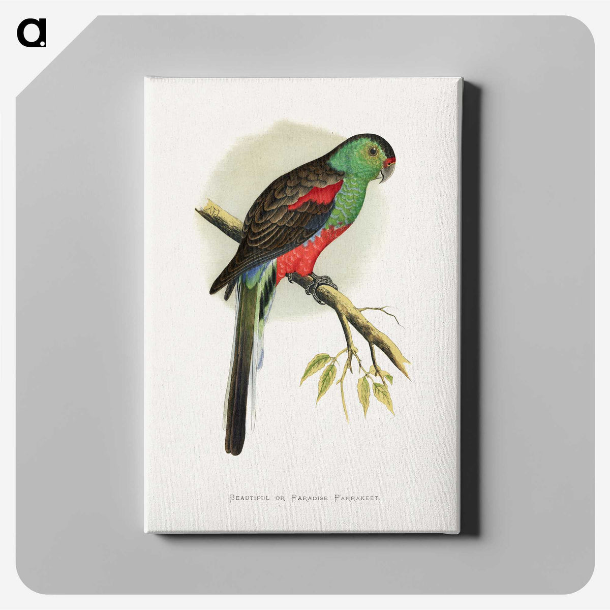 1-78_Parrots-in-Captivity_canvas