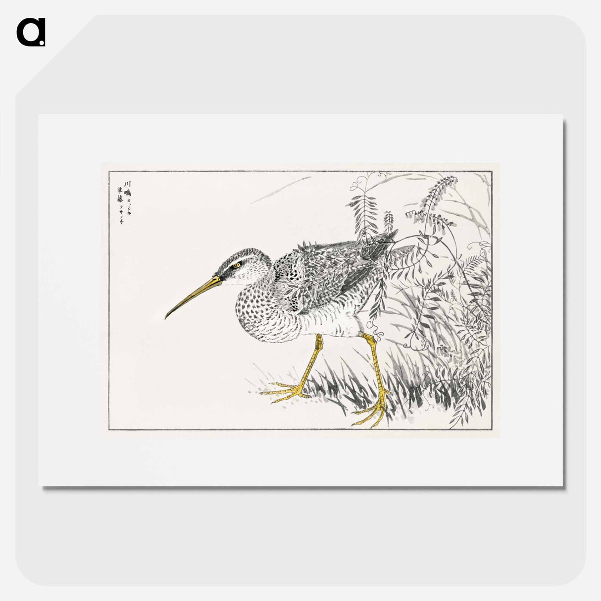 アートポスター-Eastern Whimbrel and Wisteria Vine
- 鳥類図鑑 Poster.