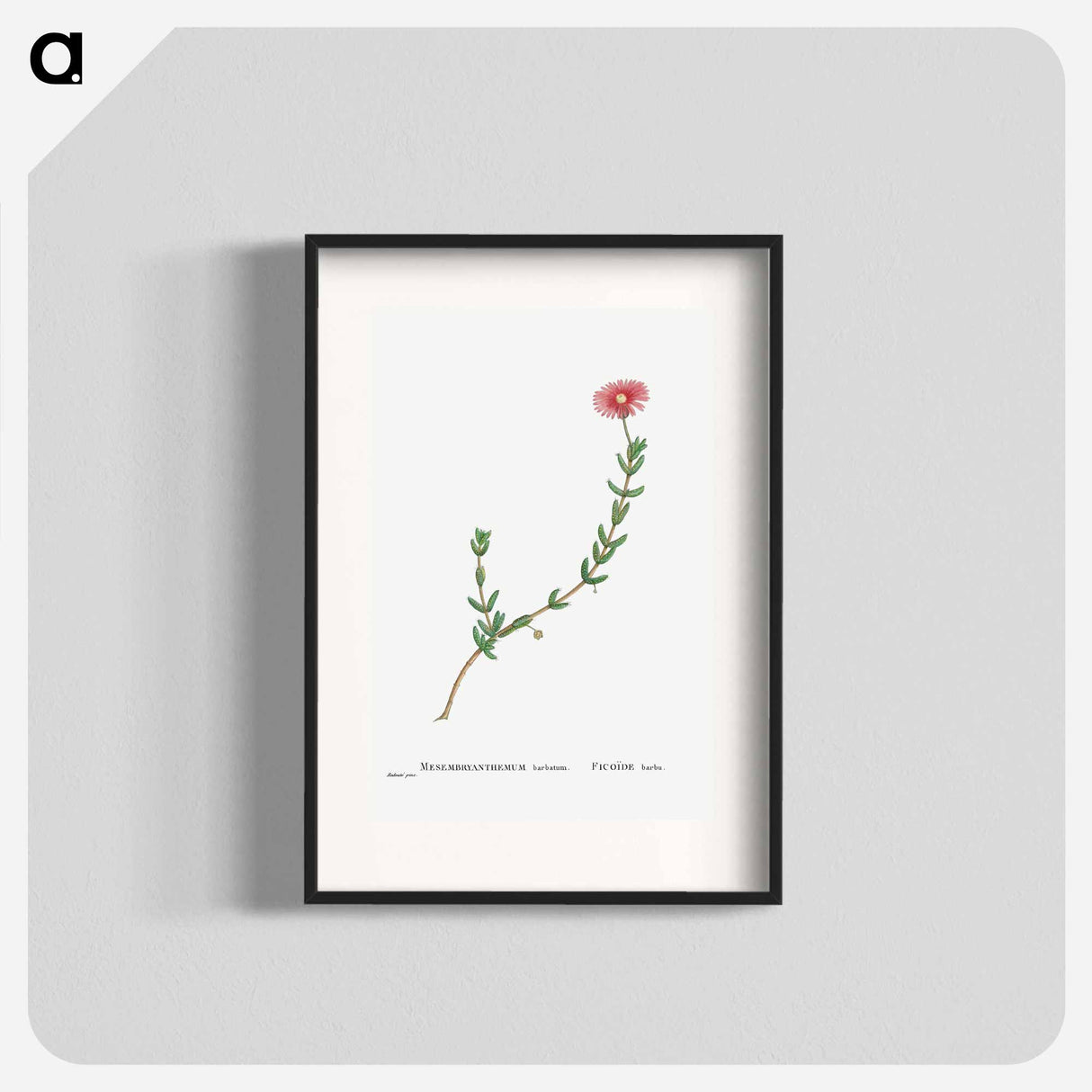 Mesembryanthemum Barbatum (Bearded Fig–Marigold) - Pierre-Joseph Redouté Poster.