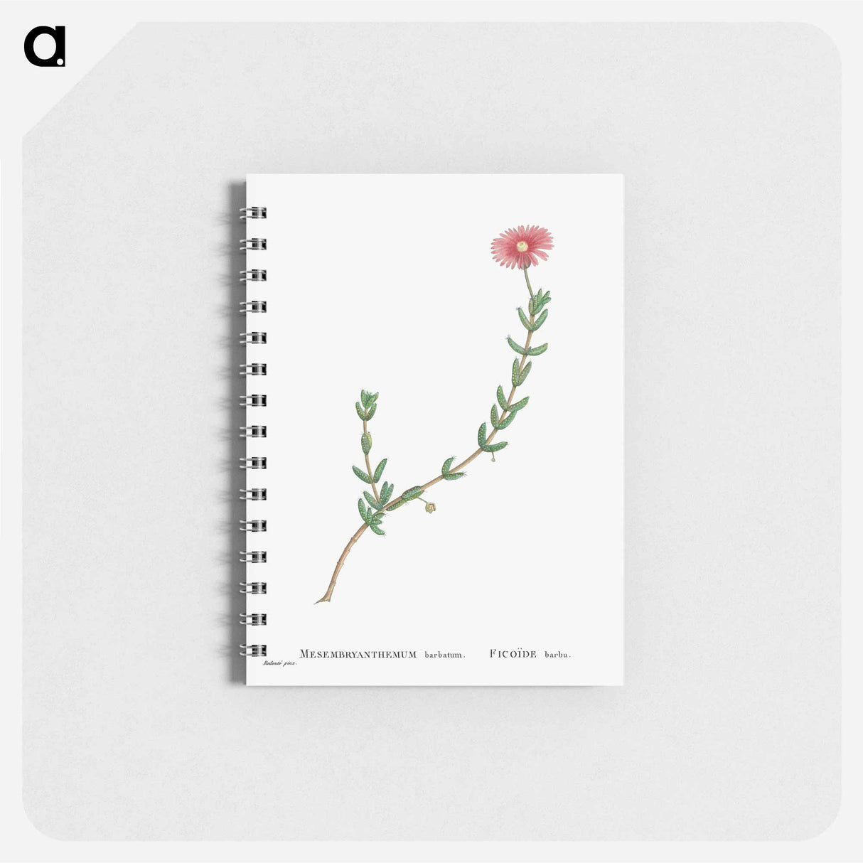 Mesembryanthemum Barbatum (Bearded Fig–Marigold) - ピエール ジョゼフ ルドゥーテ Memo.