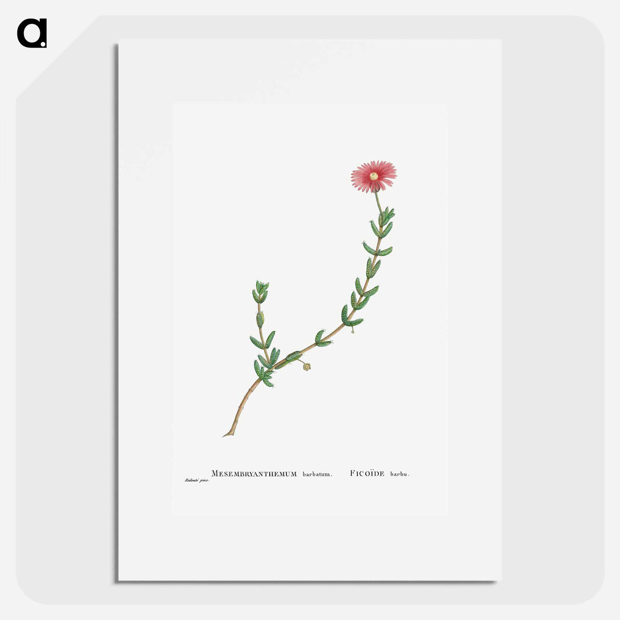 Mesembryanthemum Barbatum (Bearded Fig–Marigold) - Pierre-Joseph Redouté Poster.