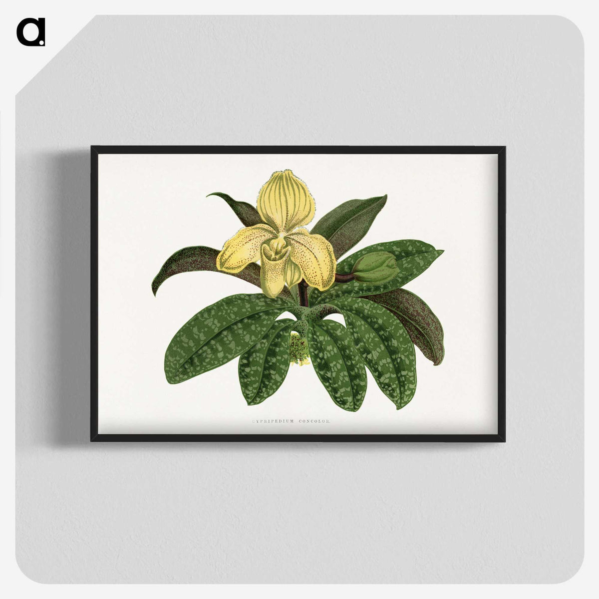 1-78_Plants-with-Colored-Foliage_blk-crop