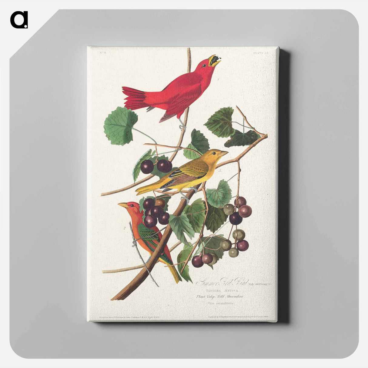アートパネル-Summer Red Bird from Birds of America
- アメリカの鳥たち Canvas.