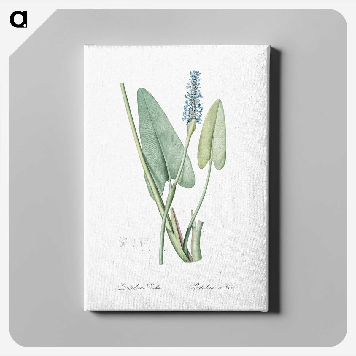 1-78_The-Lilies_canvas