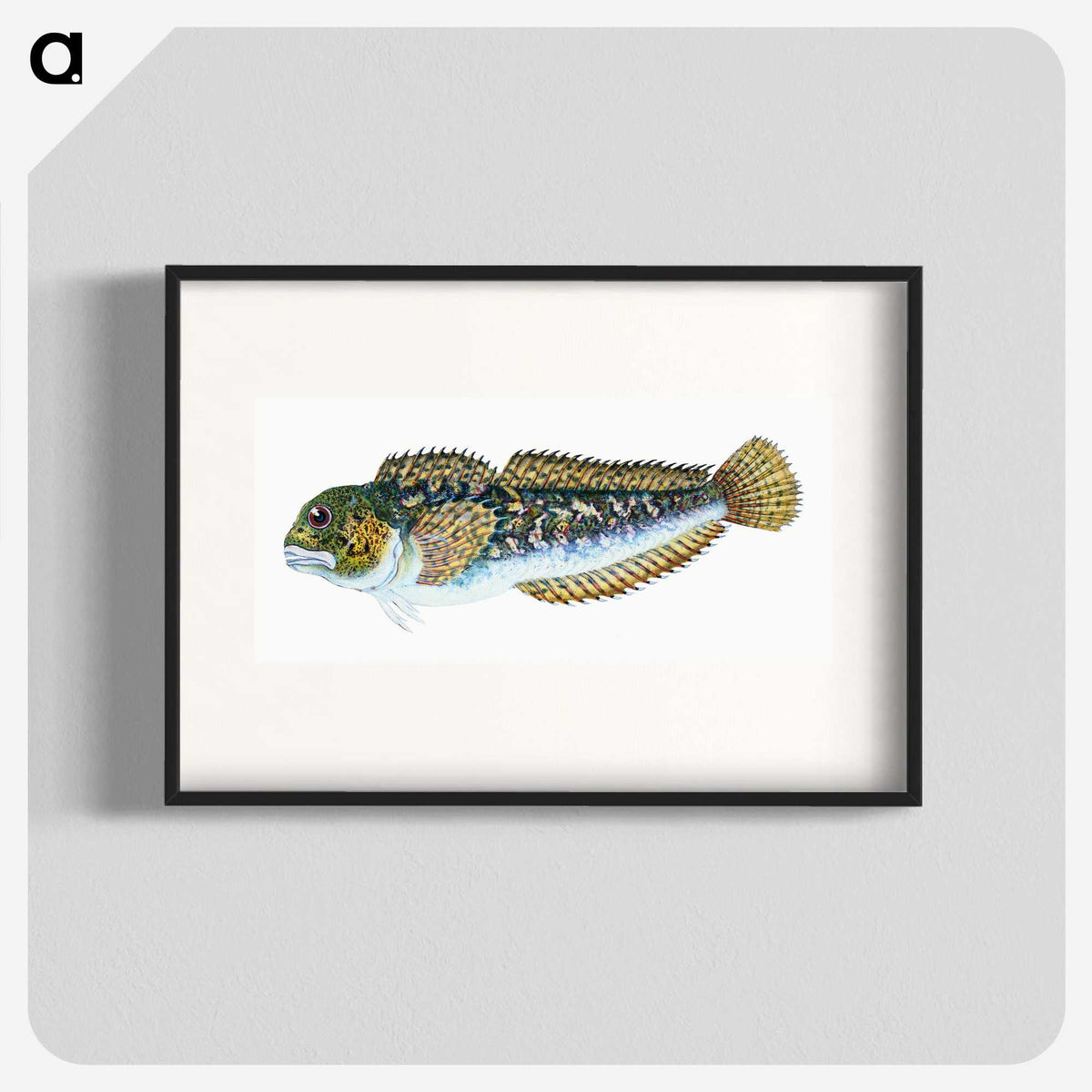 1-78_The-Natural-History-of-British-Fishes_blk