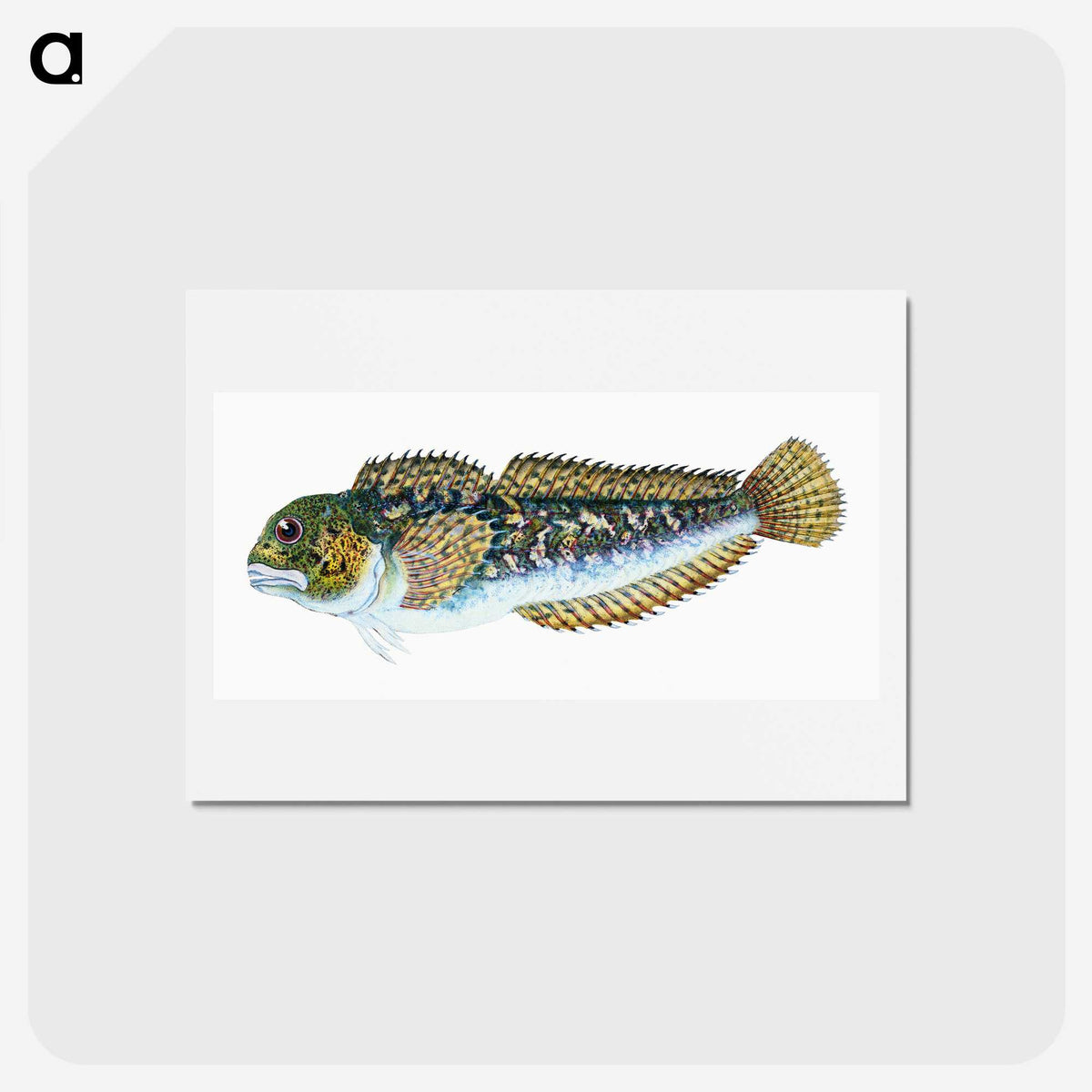 1-78_The-Natural-History-of-British-Fishes_hagaki