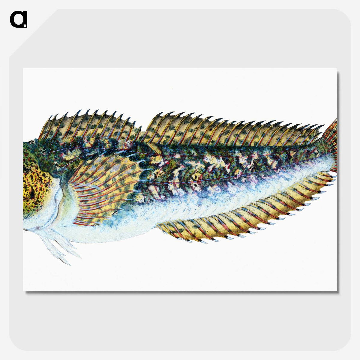 1-78_The-Natural-History-of-British-Fishes_picture-crop