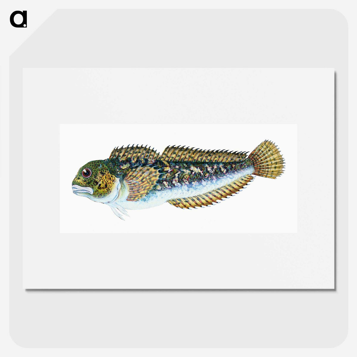 1-78_The-Natural-History-of-British-Fishes_picture