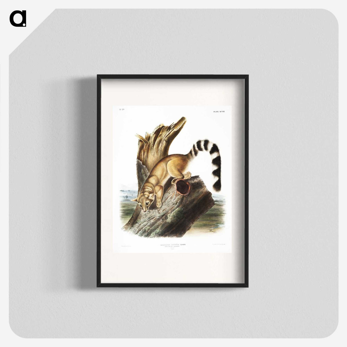 1-78_The-Viviparous-Quadrupeds_blk