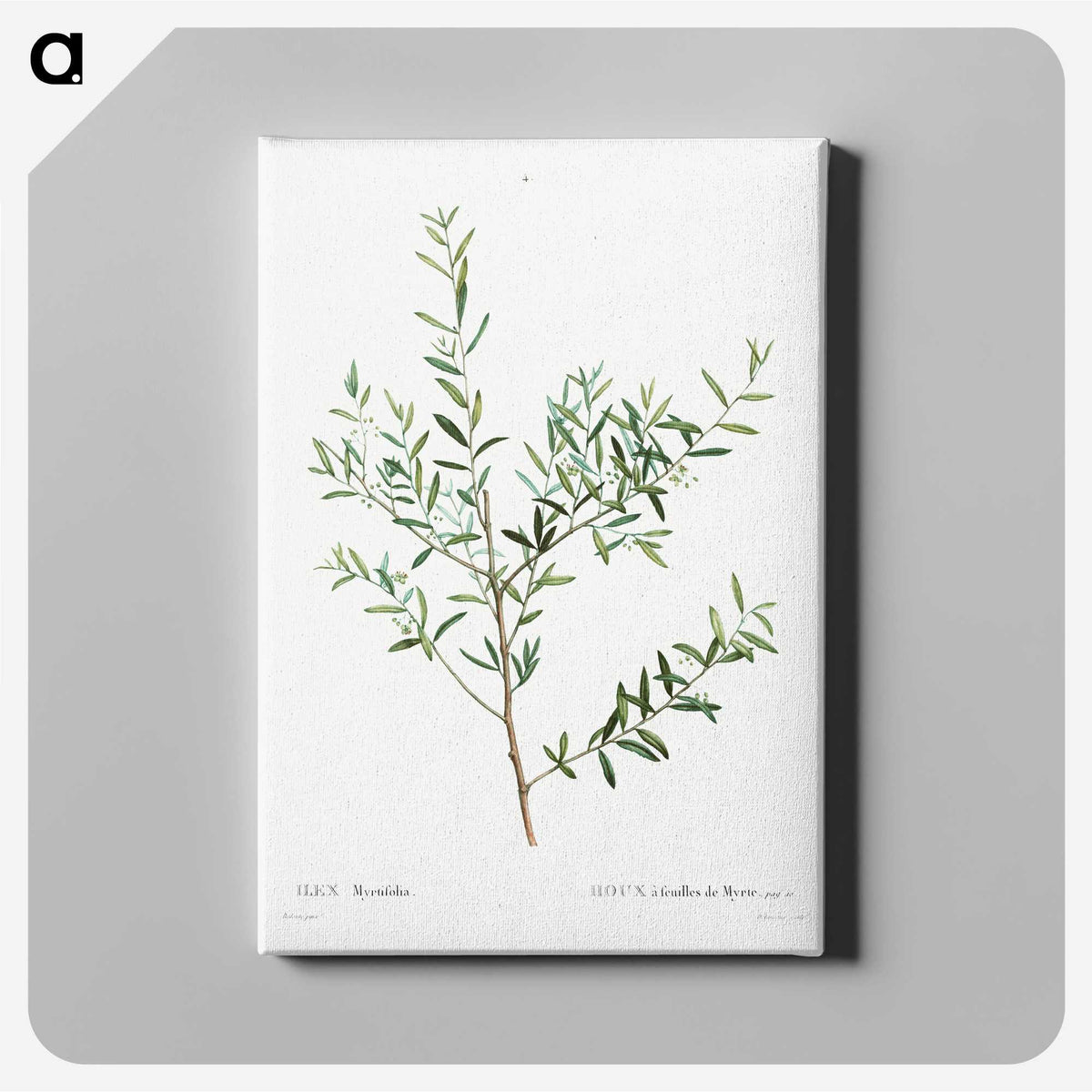1-78_Treatise-on-Trees-and-Shrubs_canvas