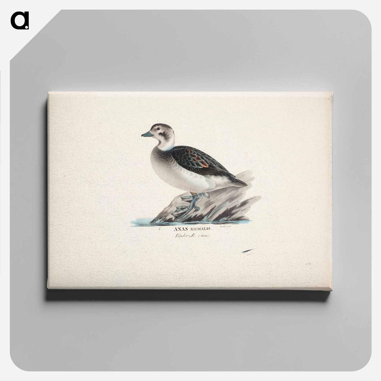 Long-tailed duck, female - Wilhelm von Wright Canvas.