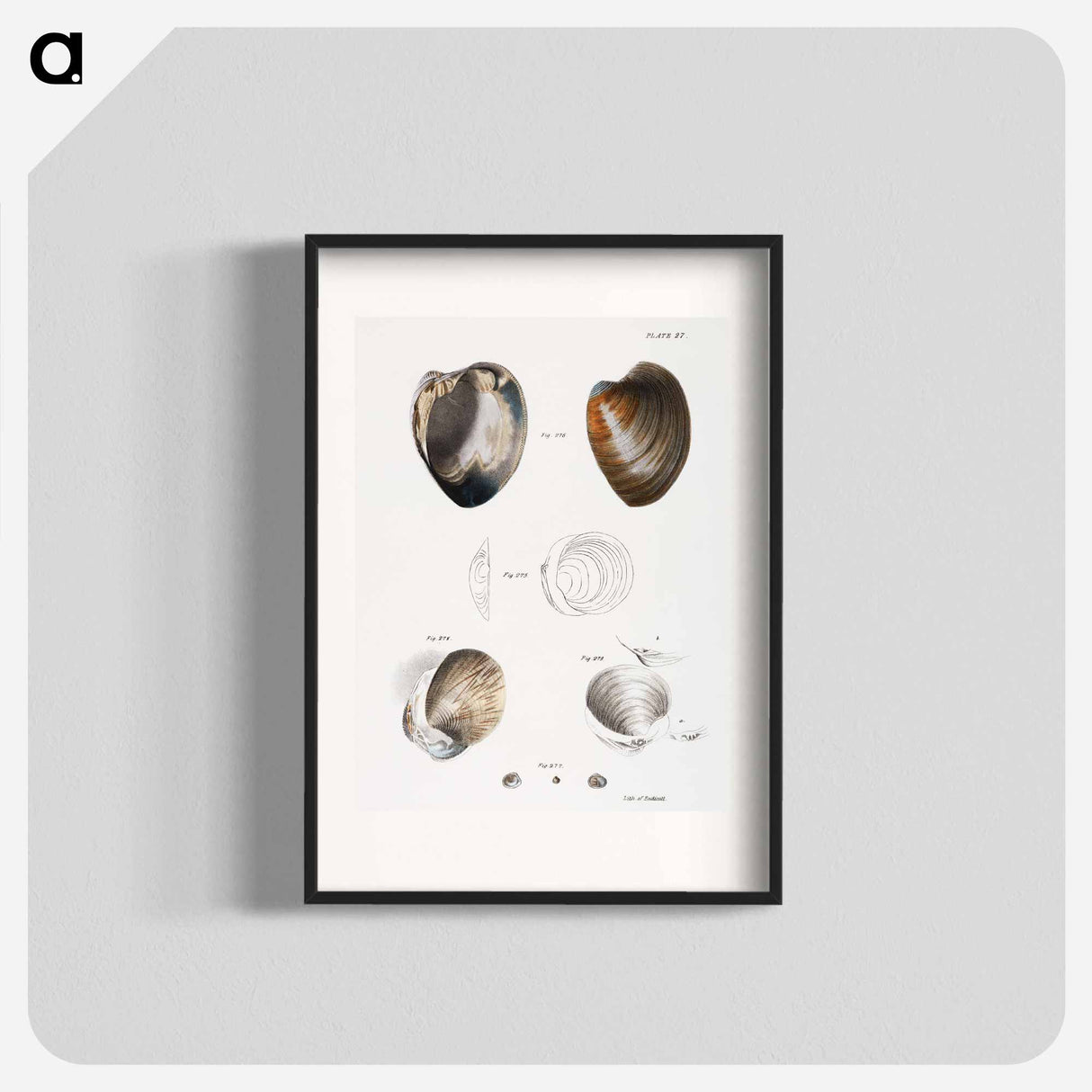 Different types of seashells illustration from Zoology of New York by James Ellsworth De Kay - ニューヨークの動物学 Poster.