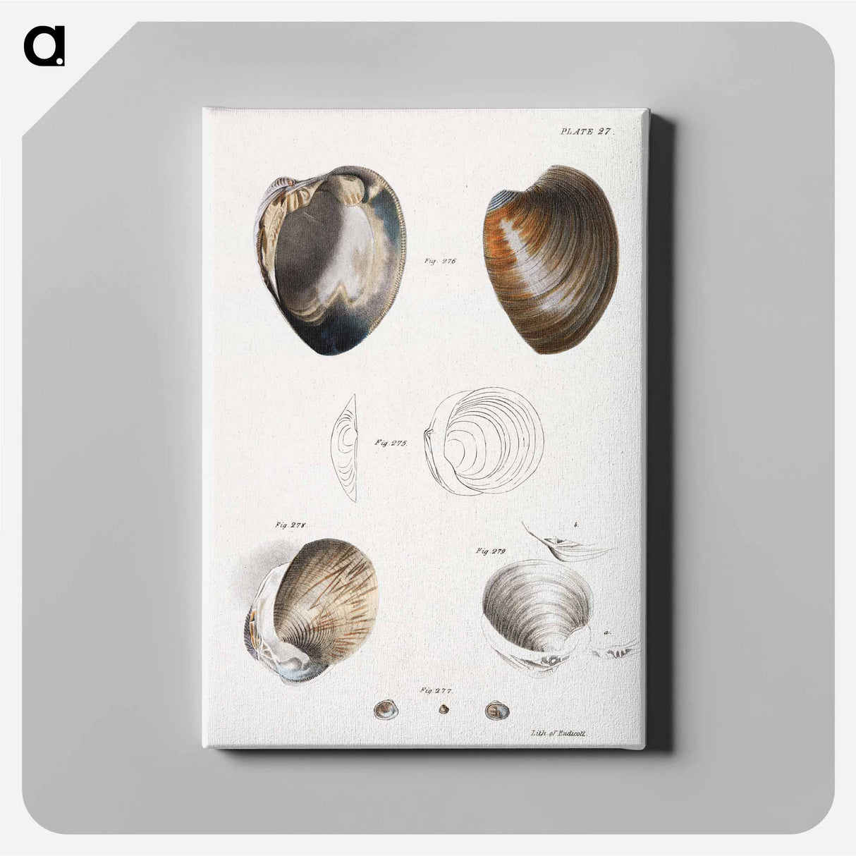 Different types of seashells illustration from Zoology of New York by James Ellsworth De Kay - ニューヨークの動物学 Canvas.