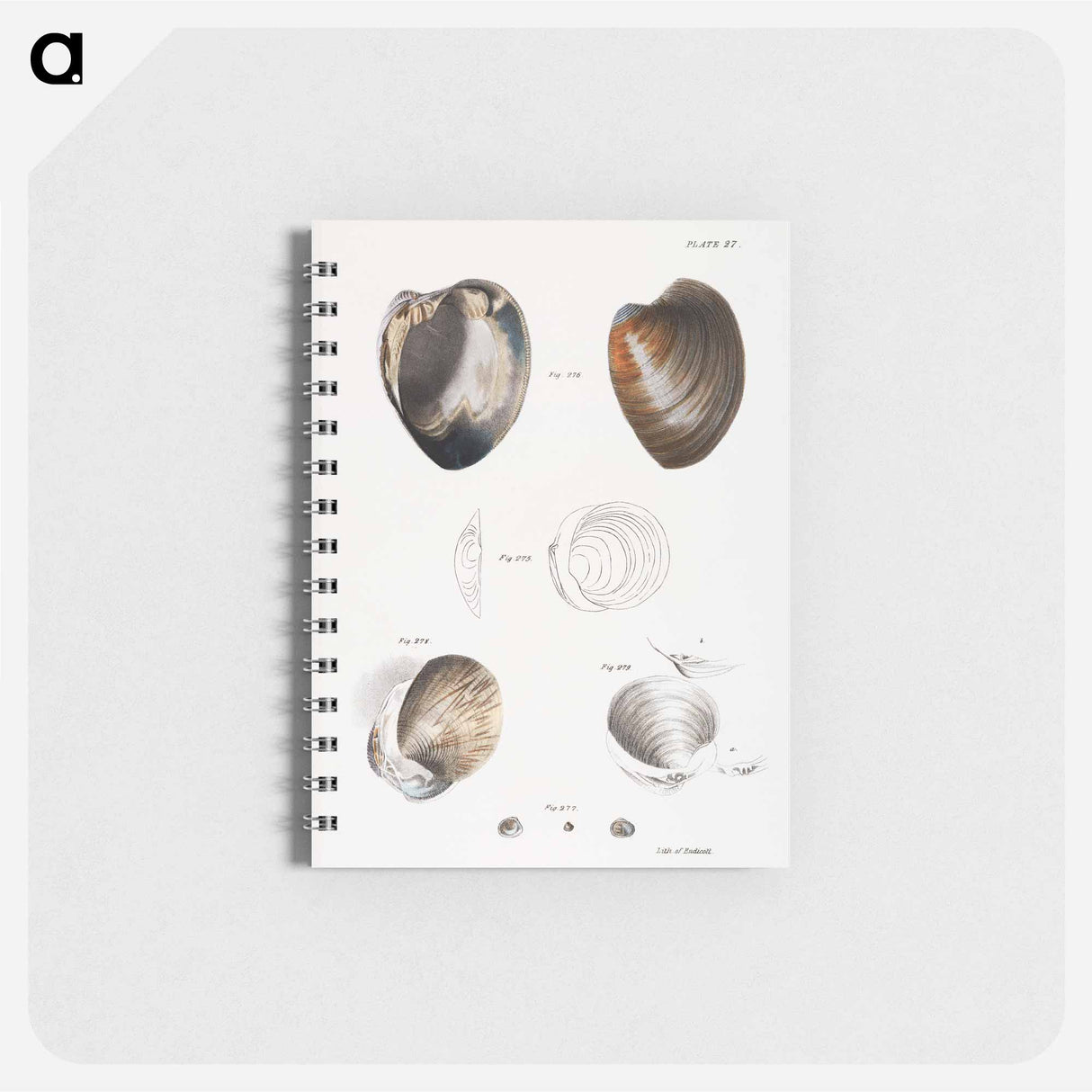 Different types of seashells illustration from Zoology of New York by James Ellsworth De Kay - ニューヨークの動物学 Memo.