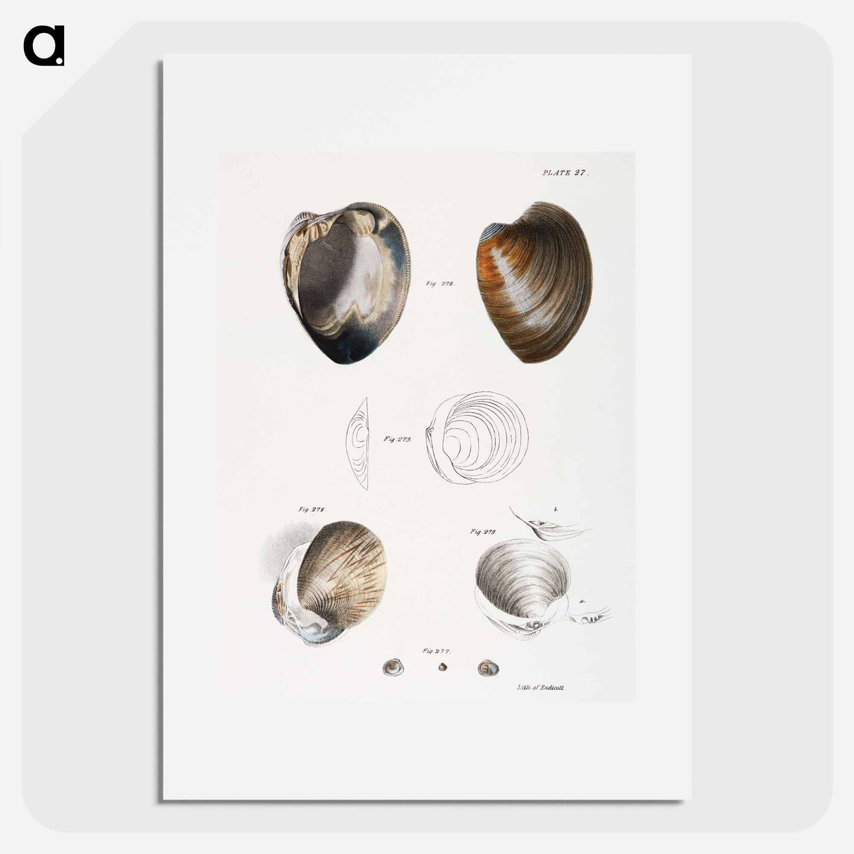 Different types of seashells illustration from Zoology of New York by James Ellsworth De Kay - ニューヨークの動物学 Poster.