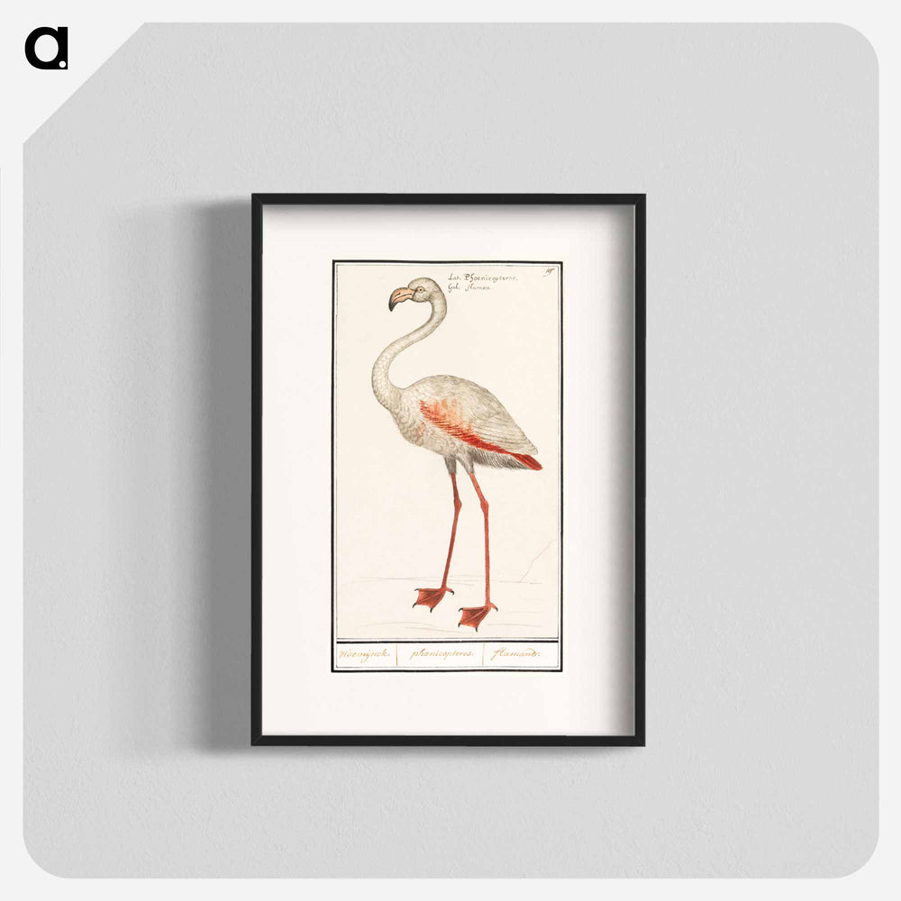Common flamingo - アンセルムス ボエティウス デ ブート Poster.