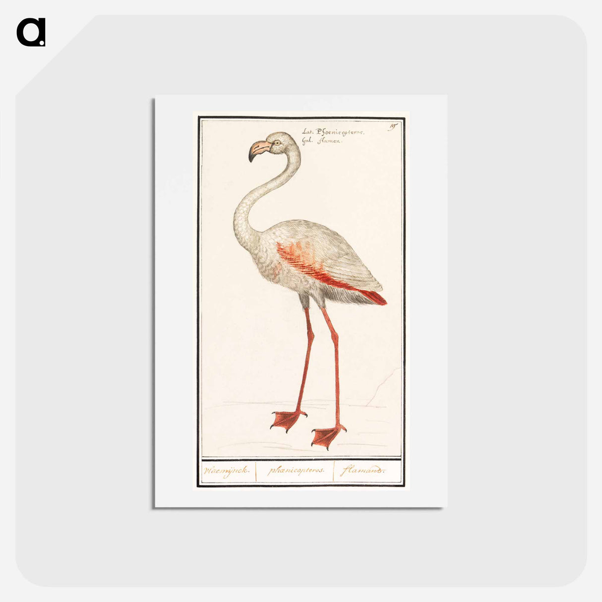 アートポストカード-Common flamingo - アンセルムス ボエティウス デ ブート Postcard.