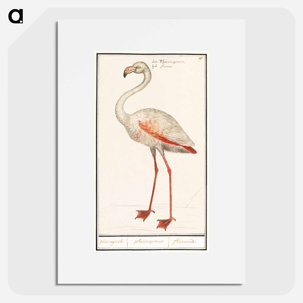 Common flamingo - アンセルムス ボエティウス デ ブート Poster.