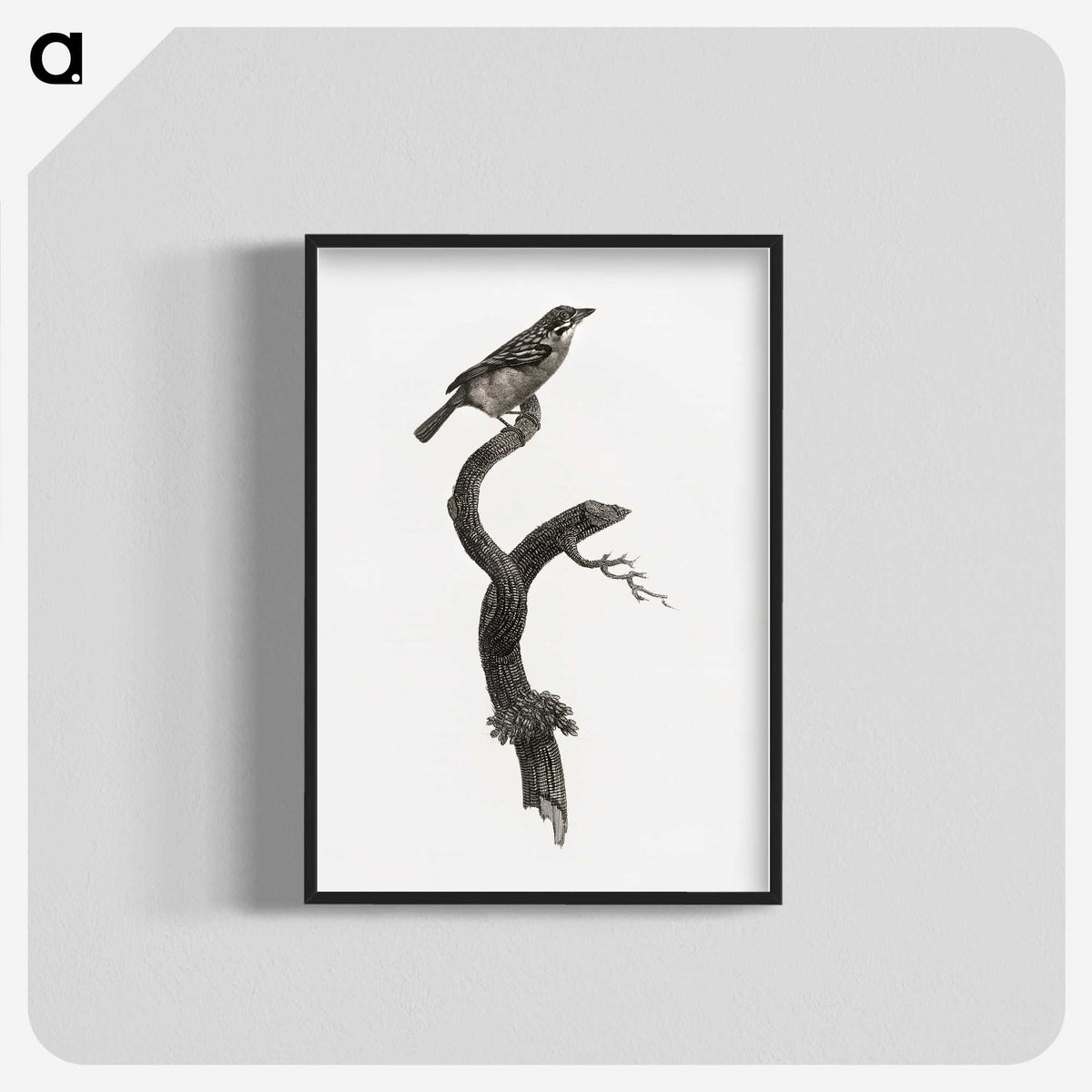 1-79_Des-Oiseaux-de-Paradis_blk-crop