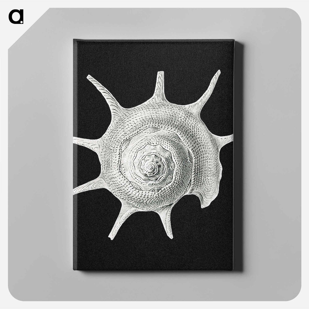 Vintage shell marine life illustration - エルンスト ヘッケル Canvas.