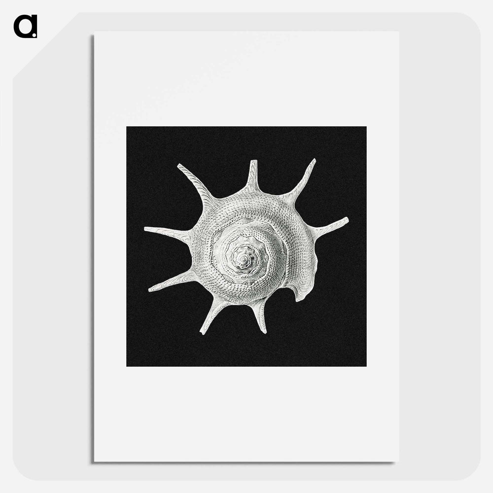 Vintage shell marine life illustration - エルンスト ヘッケル Poster.