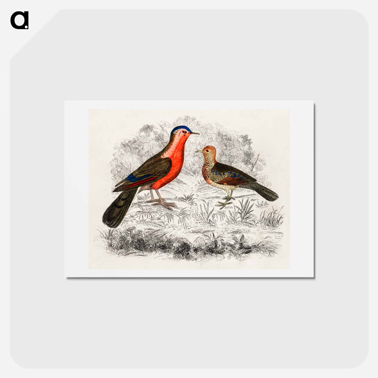 アートポストカード-Birds Sketch
- ゴールドスミスの生き生きとした自然 Postcard.