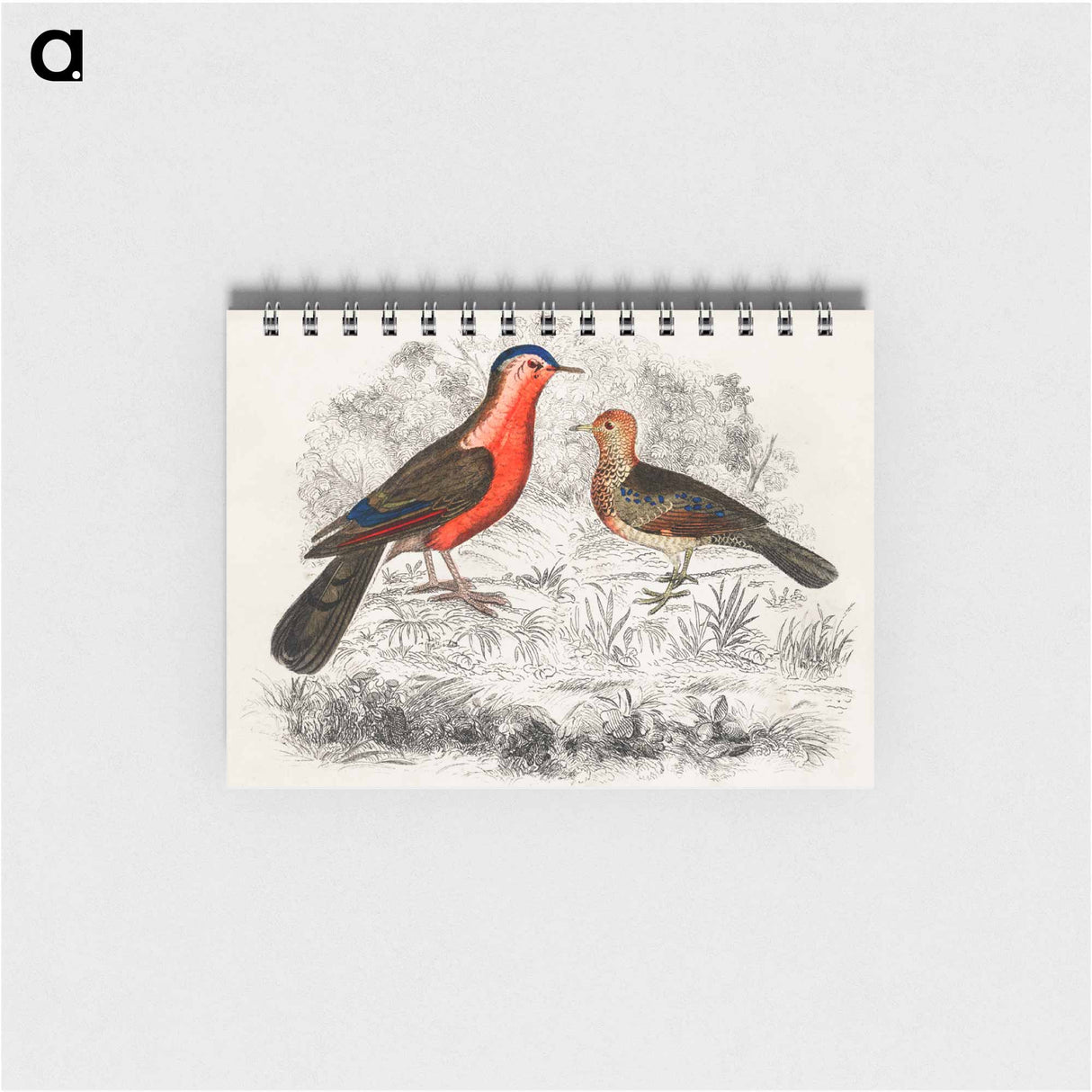 アートメモ帳-Birds Sketch
- ゴールドスミスの生き生きとした自然 Memo.