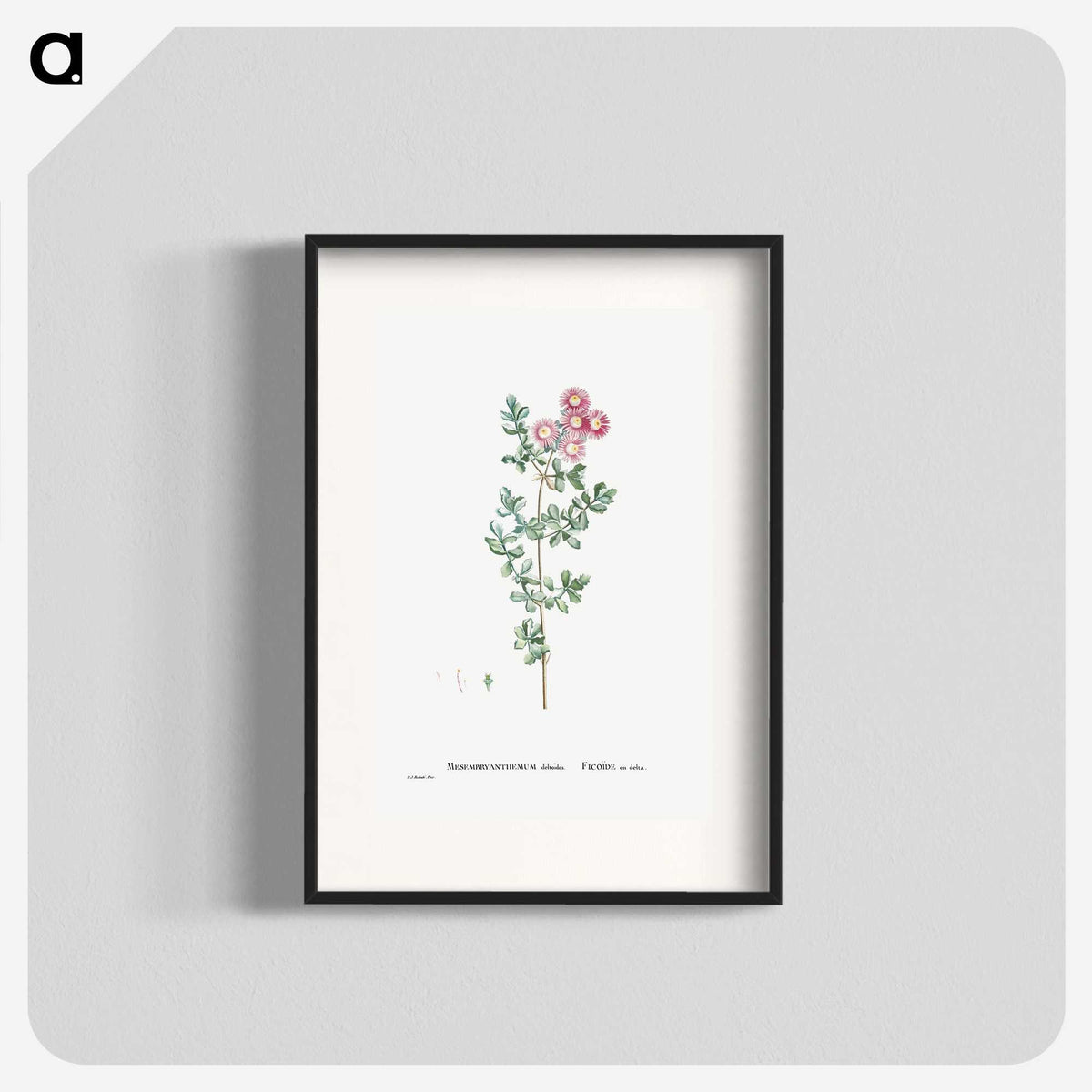 1-79_Histoire-des-Plantes-Grasses_blk
