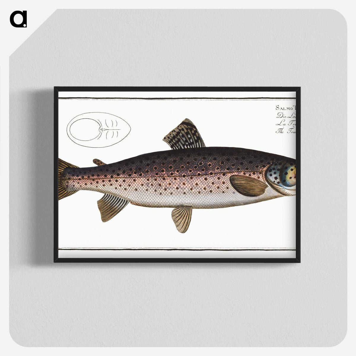 1-79_Ichtyologie-ou-Histoire-naturelle_blk-crop
