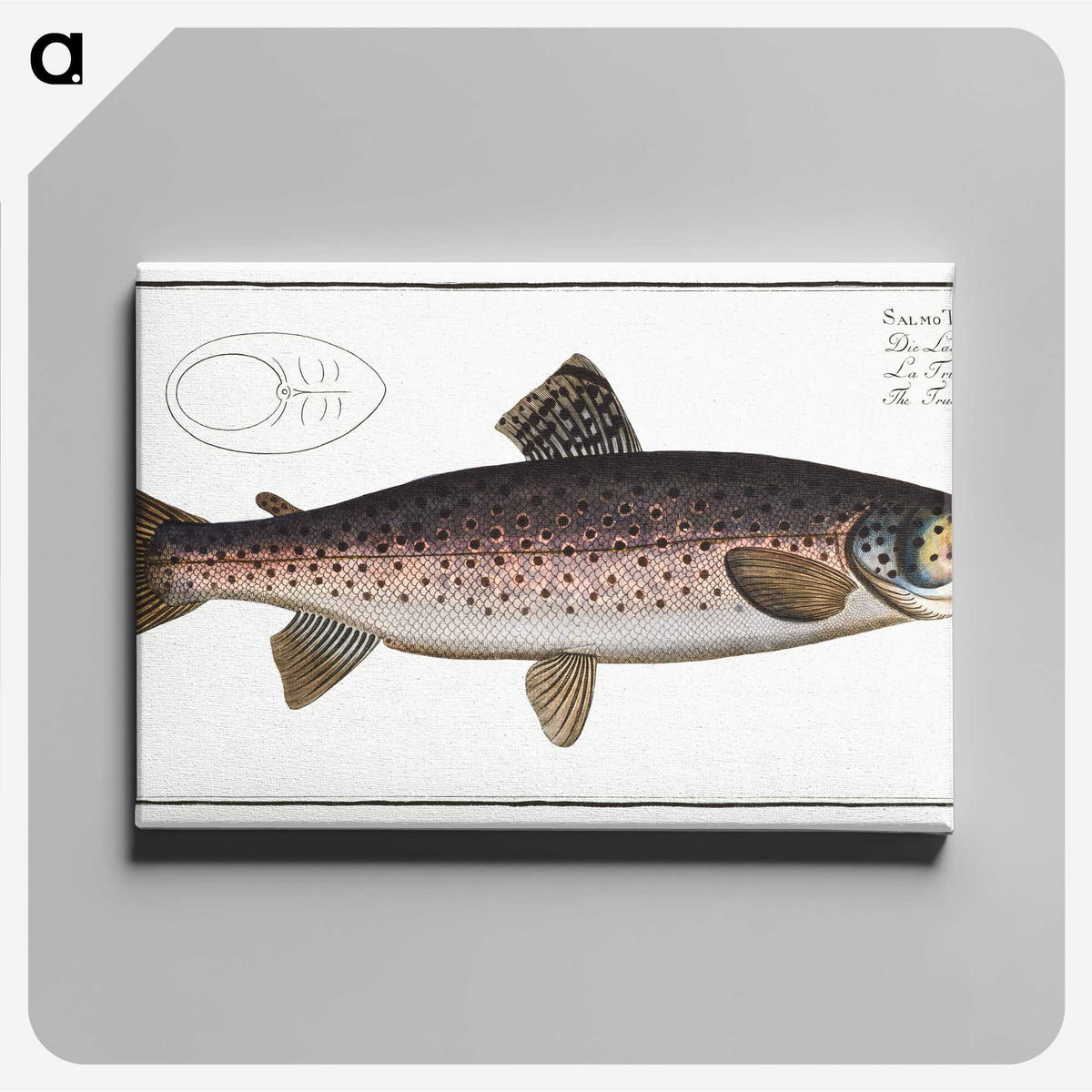 1-79_Ichtyologie-ou-Histoire-naturelle_canvas