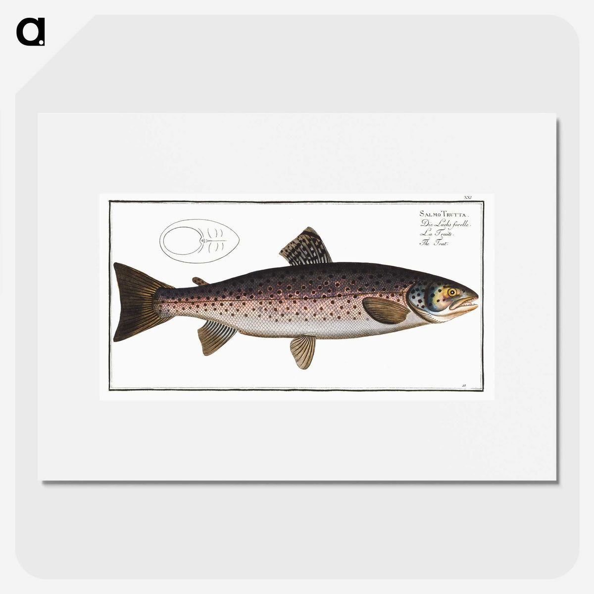 1-79_Ichtyologie-ou-Histoire-naturelle_picture