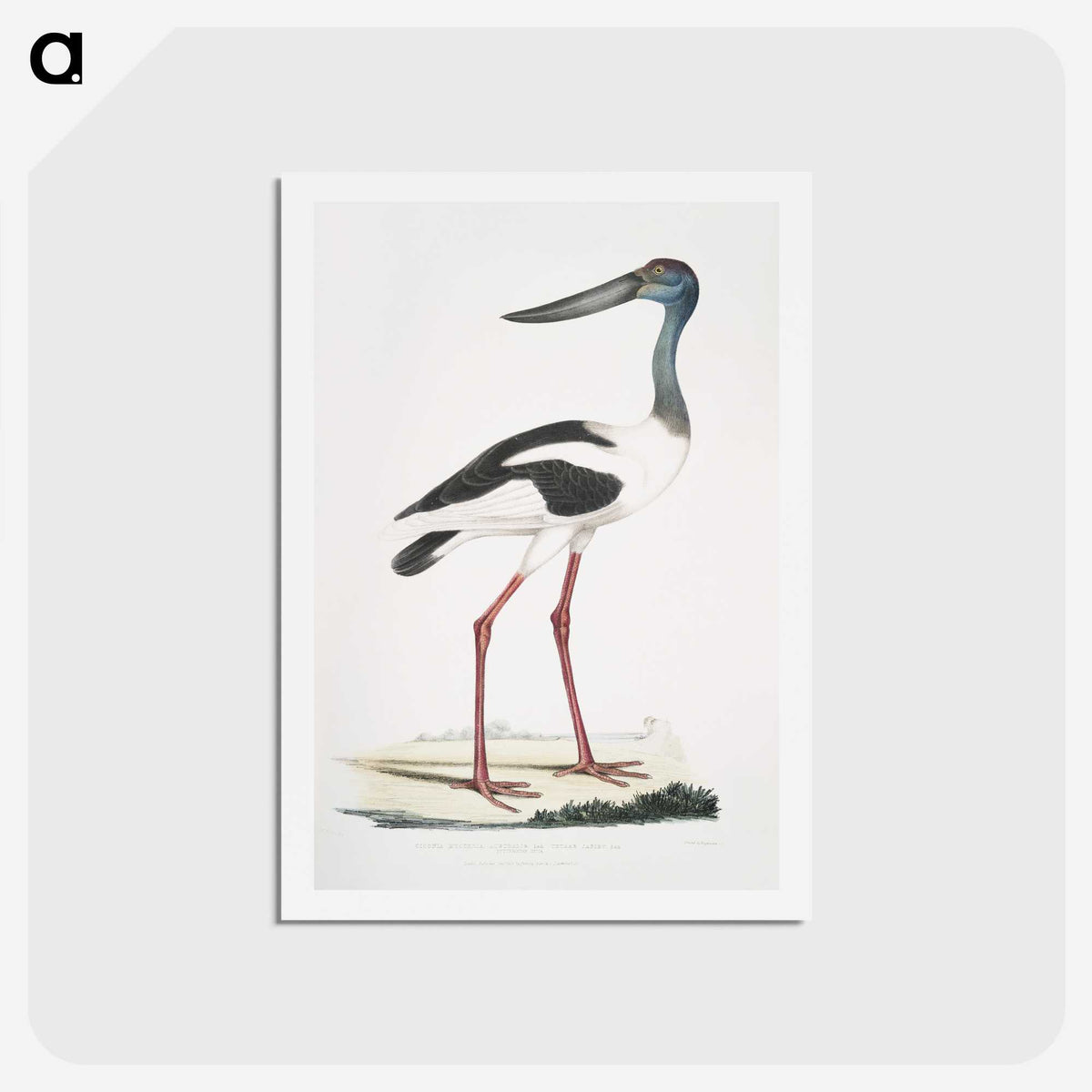1-79_Indian-Zoology_hagaki