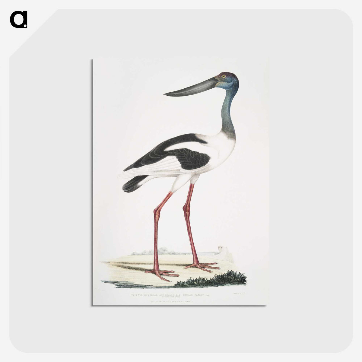 1-79_Indian-Zoology_postcard