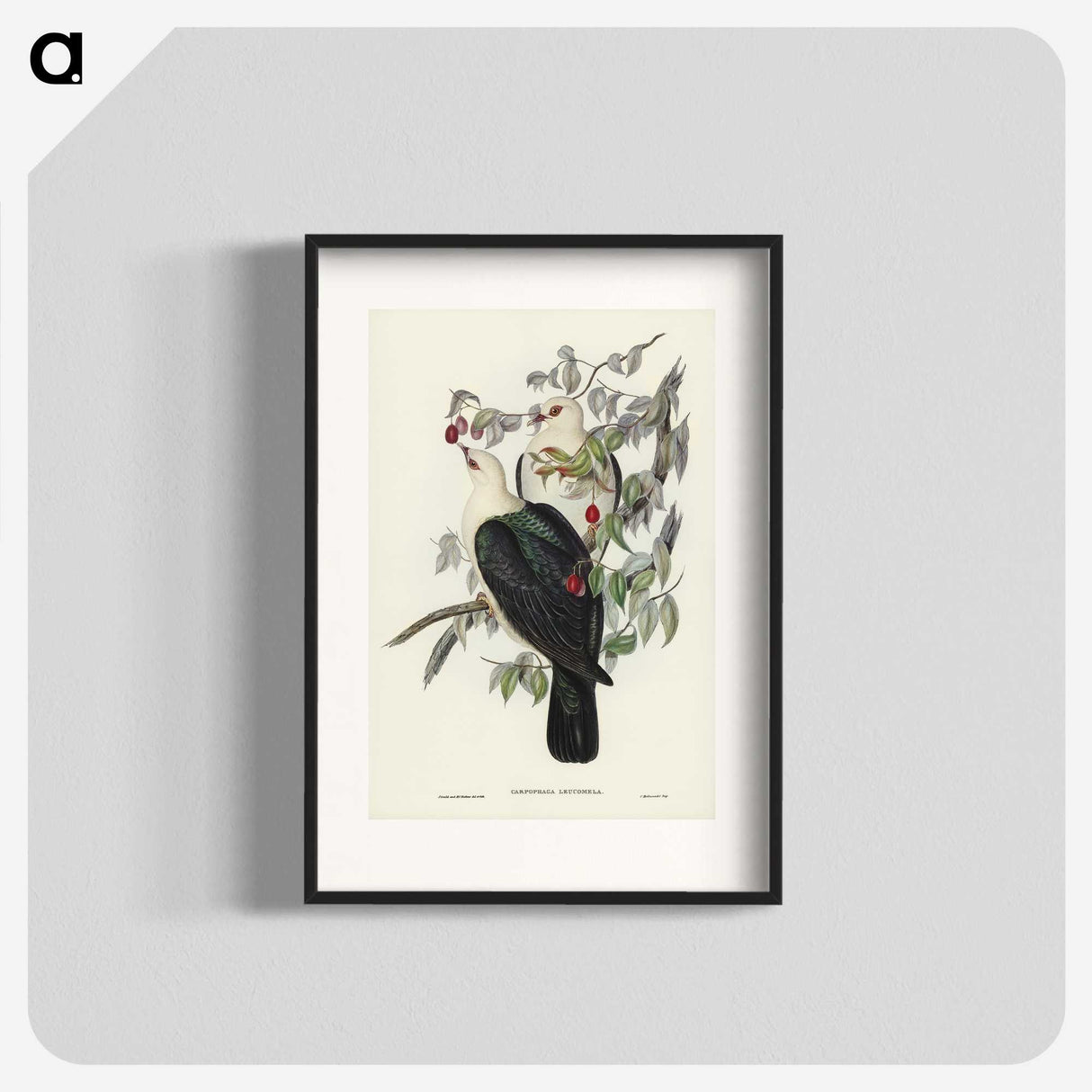 1-79_John-Gould_blk
