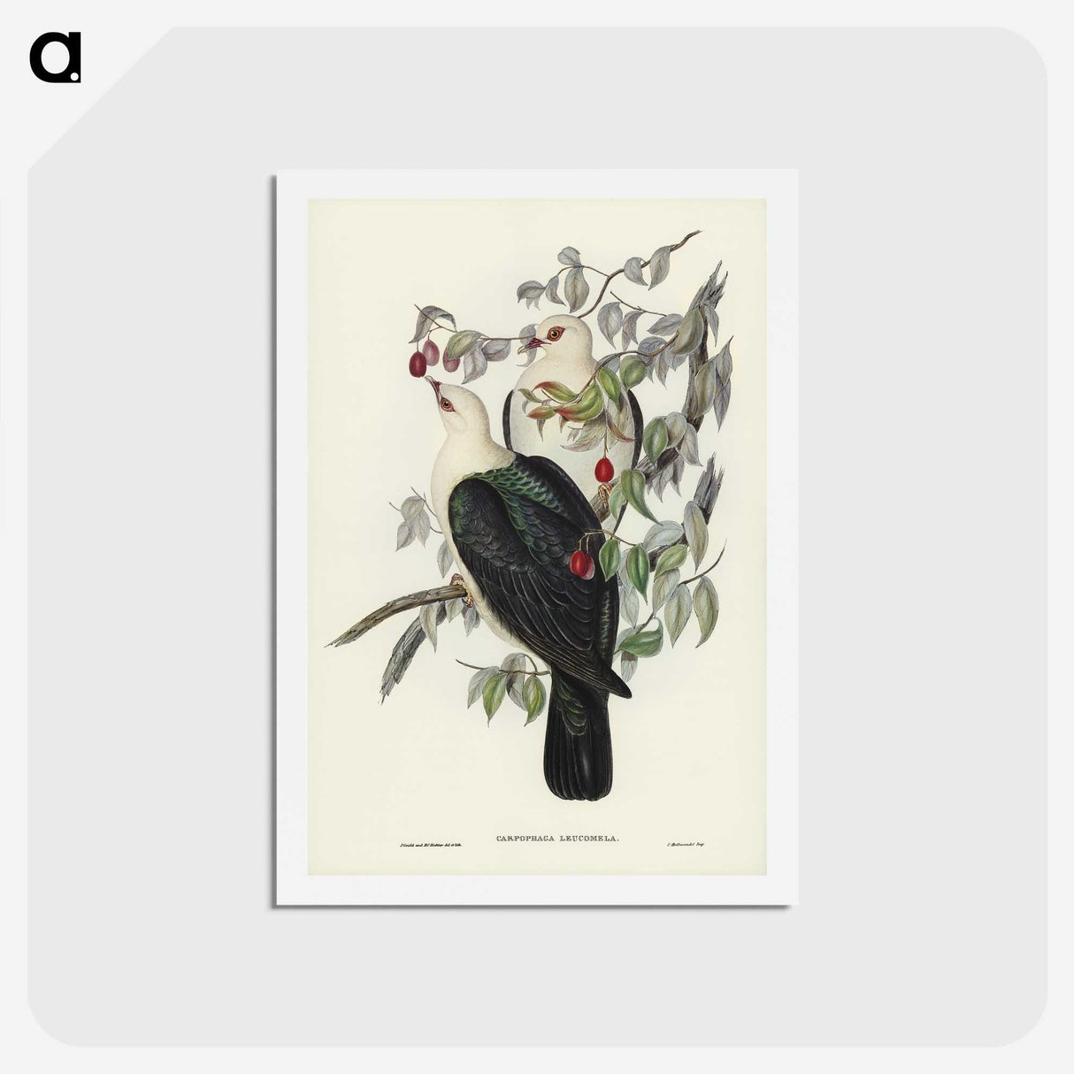 1-79_John-Gould_hagaki