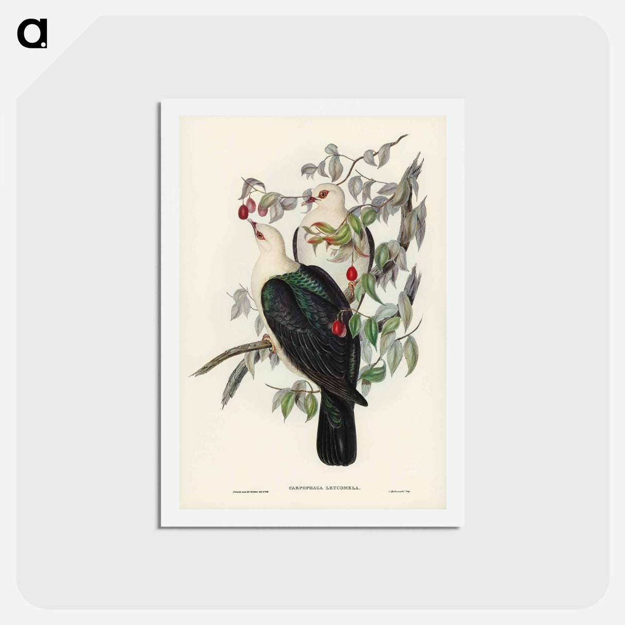 アートポストカード-White-headed Fruit Pigeon
- ジョン グールド Postcard.