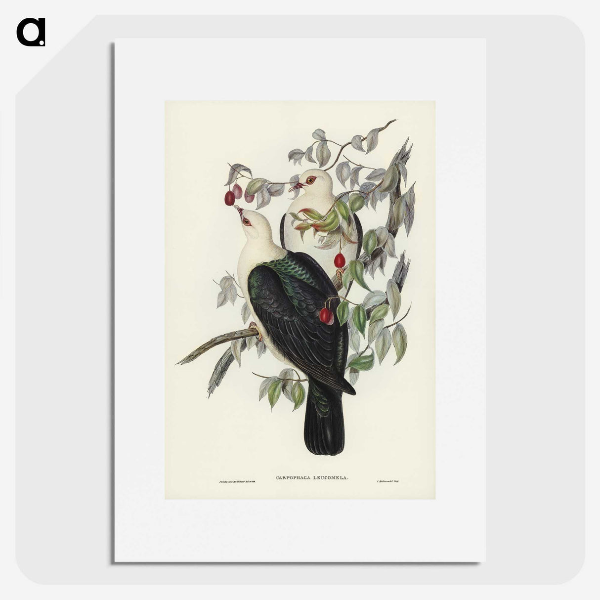 1-79_John-Gould_picture