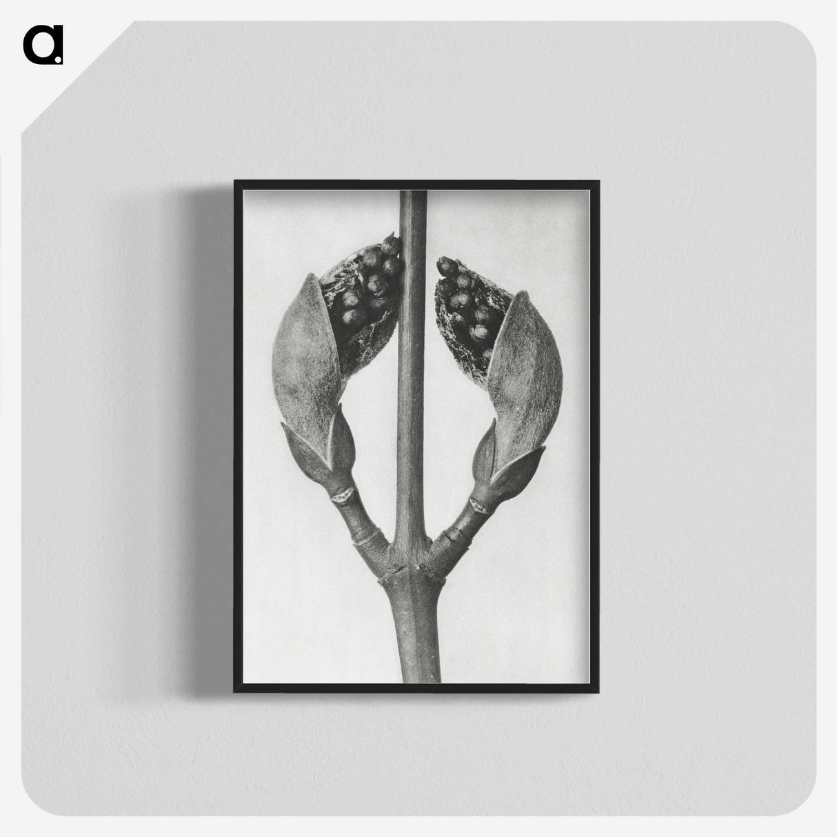1-79_Karl-Blossfeldt_blk-crop