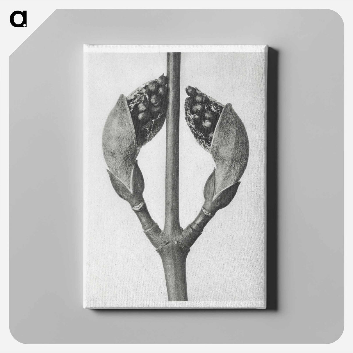 Acer Rufinerve - Karl Blossfeldt Canvas.