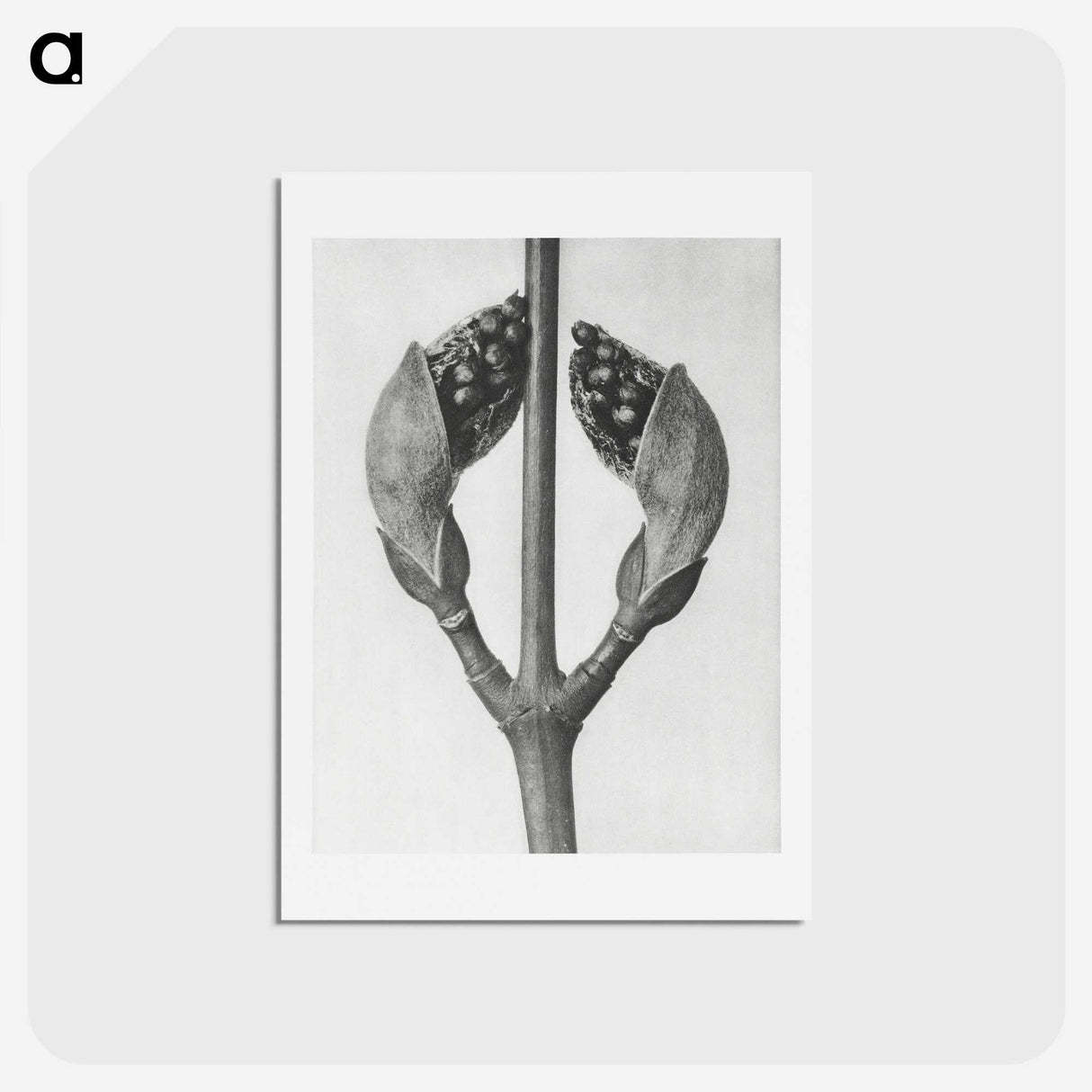 1-79_Karl-Blossfeldt_hagaki