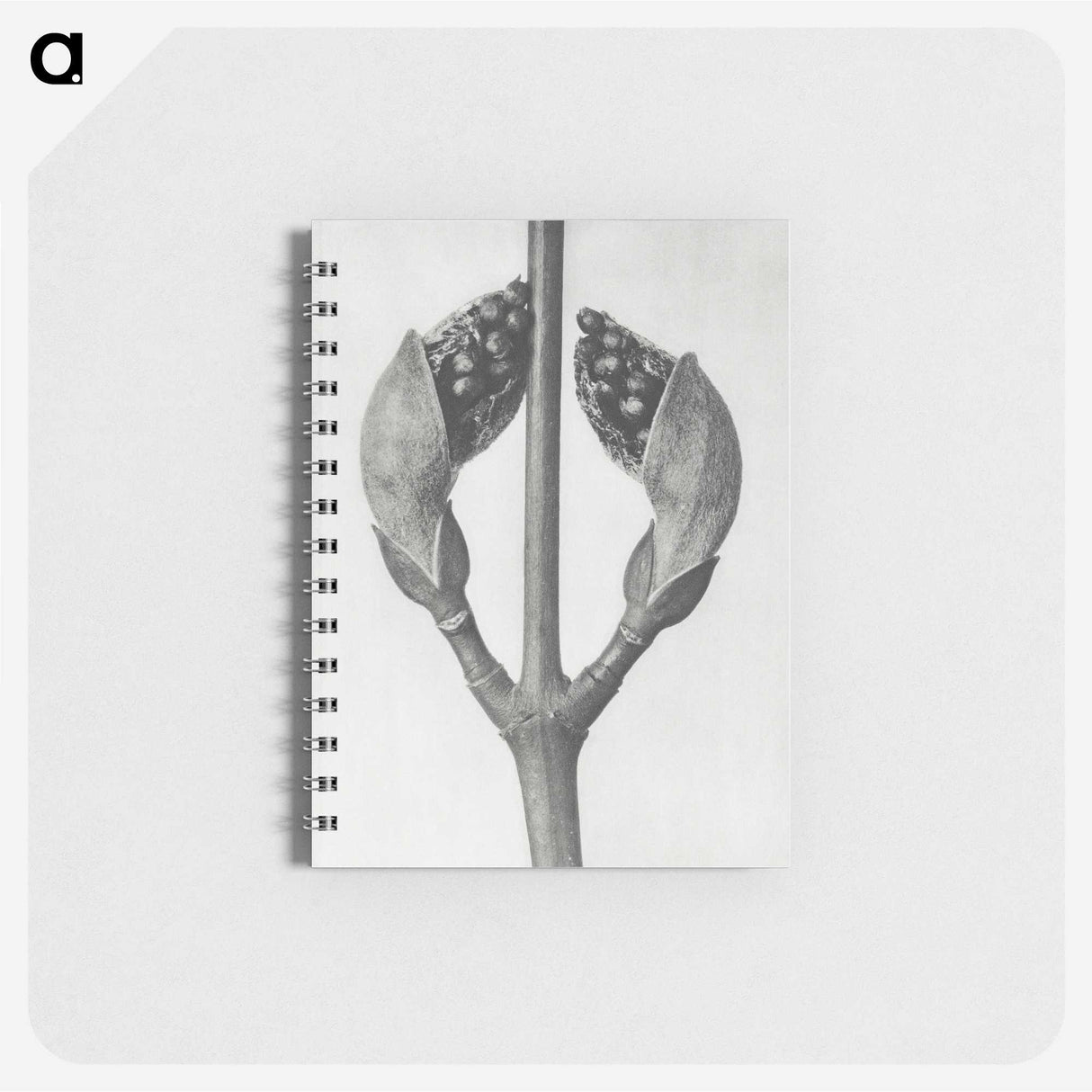 1-79_Karl-Blossfeldt_memo