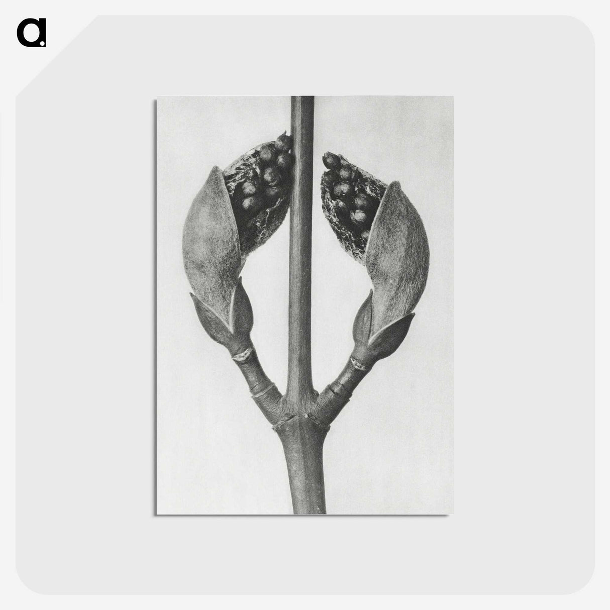 1-79_Karl-Blossfeldt_postcard