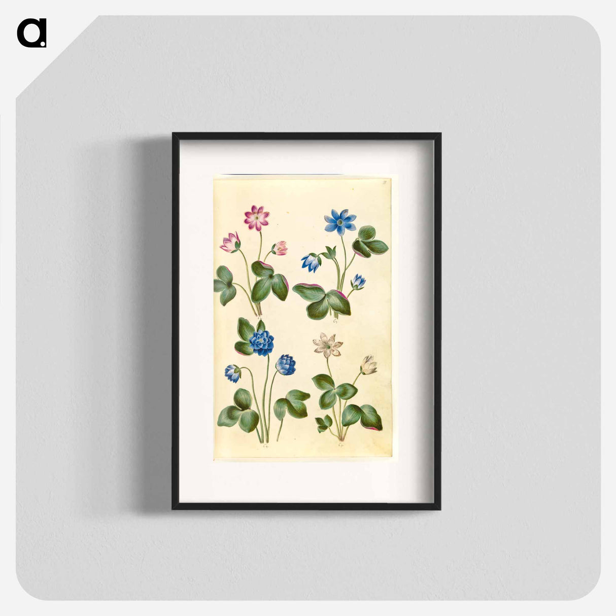 アートポスター-Anemone Hepatica
- マリア ジビーラ メーリアン Poster.